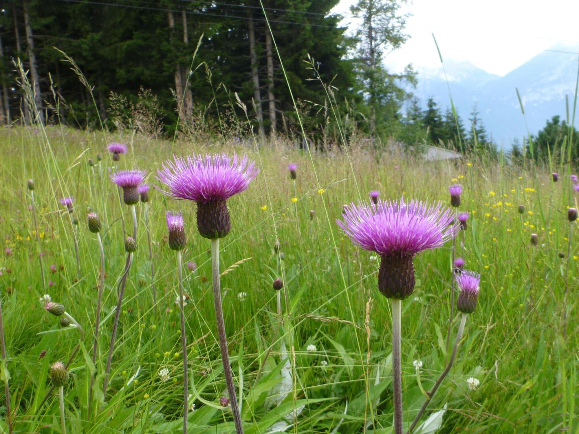 Gaestehaus Weber Oberperfuss